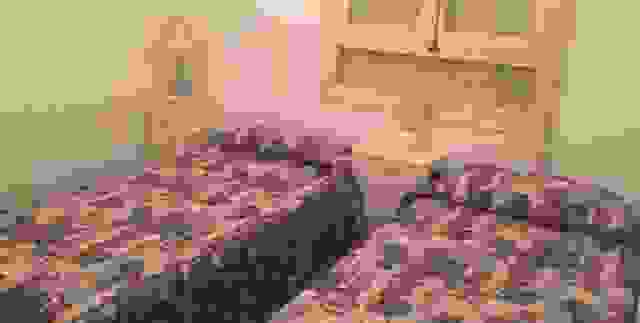 dormit1.1